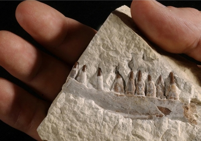 Skamieniałości z kamieniołomu Owadów-Brzezinki