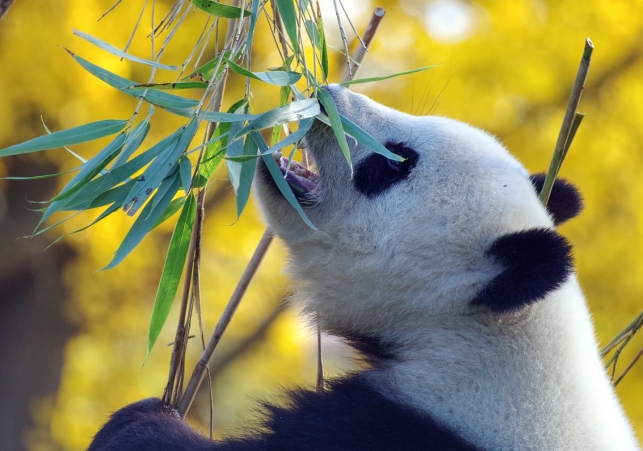 odkrycie przy budowie zoo