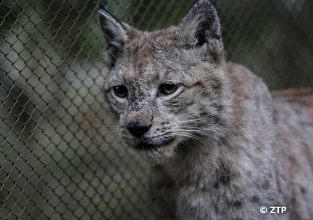 Mobilny Wirtualny Teatr Historii Niepodległa