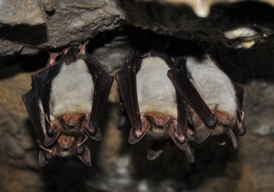 liczenie nietoperzy na mru