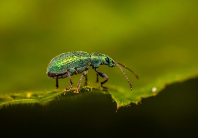  Phyllobius viridicollis