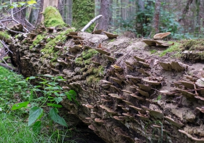 puszcza bialowieska