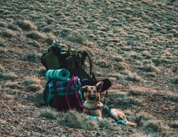 pexels-photo-2071548_zmien rozmiary