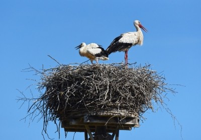 bocianie gniazda